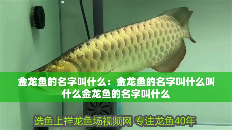 金龍魚的名字叫什么：金龍魚的名字叫什么叫什么金龍魚的名字叫什么