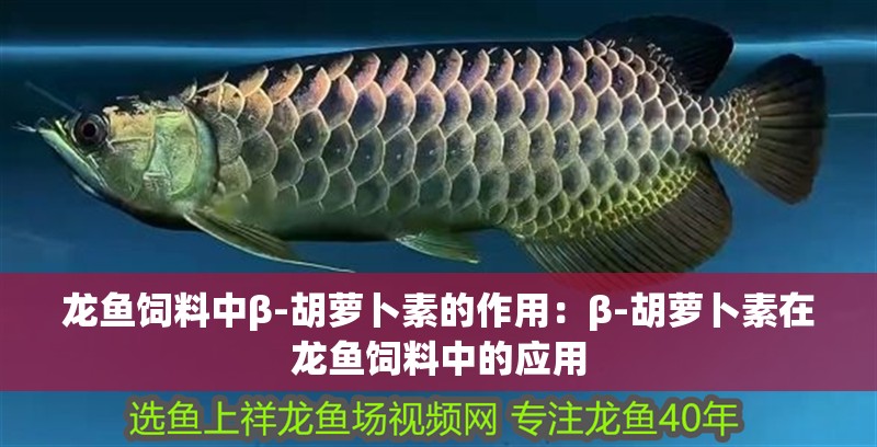 龍魚飼料中β-胡蘿卜素的作用：β-胡蘿卜素在龍魚飼料中的應(yīng)用