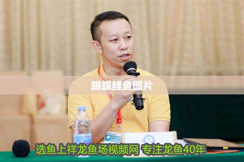 蝴蝶鯉魚圖片