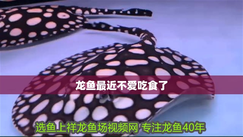 龍魚最近不愛吃食了