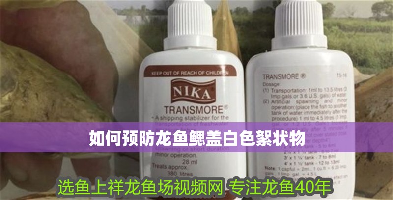 如何預防龍魚鰓蓋白色絮狀物