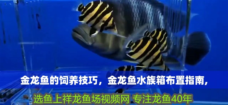 金龍魚的飼養(yǎng)技巧，金龍魚水族箱布置指南,