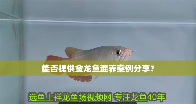 能否提供金龍魚混養案例分享？