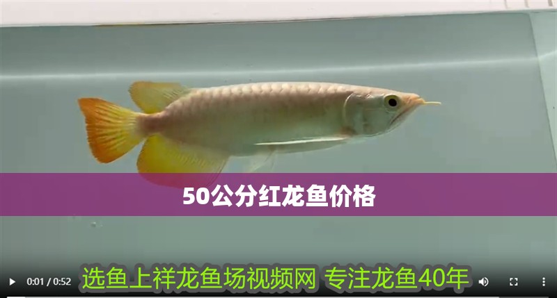 50公分紅龍魚價格