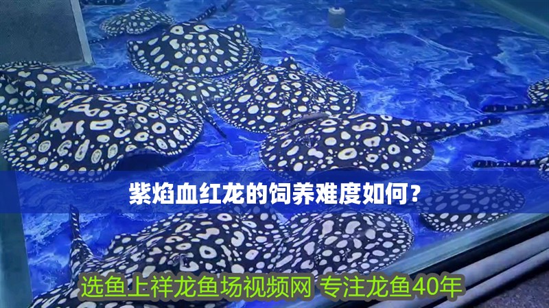 紫焰血紅龍的飼養難度如何？ 紫焰血紅龍的飼養難度如何？ 龍魚百科