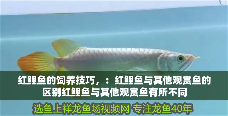 紅鯉魚的飼養(yǎng)技巧，：紅鯉魚與其他觀賞魚的區(qū)別紅鯉魚與其他觀賞魚有所不同