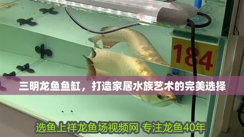 三明龍魚魚缸，打造家居水族藝術的完美選擇