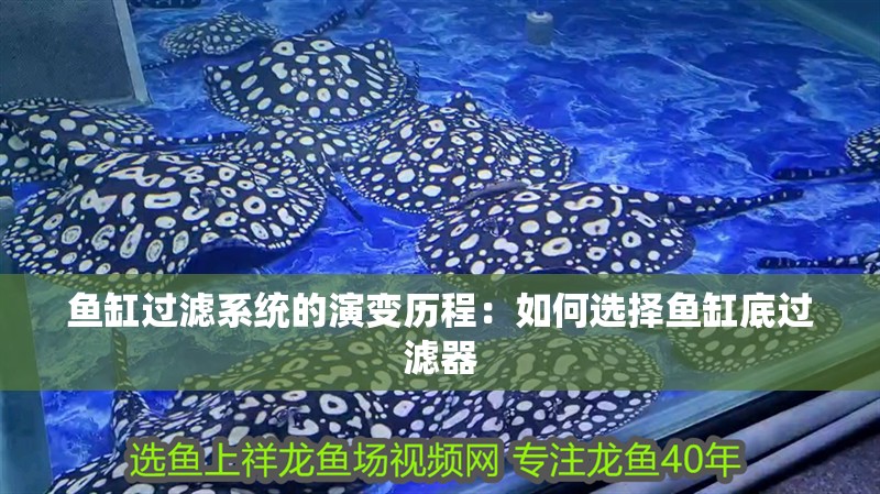鸚鵡魚和銀龍魚混養怎樣喂食 魚缸過濾系統的演變歷程:如何選擇魚缸底過濾器 魚缸百科 魚缸過濾系統的演變歷程:如何選擇魚缸底過濾器 魚缸過濾系統的演變歷程:如何選擇魚缸底過濾器 魚缸百科