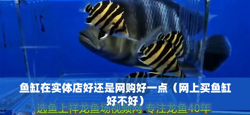 魚缸在實(shí)體店好還是網(wǎng)購(gòu)好一點(diǎn)（網(wǎng)上買魚缸好不好）