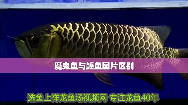 魔鬼魚(yú)與鰩魚(yú)圖片區(qū)別
