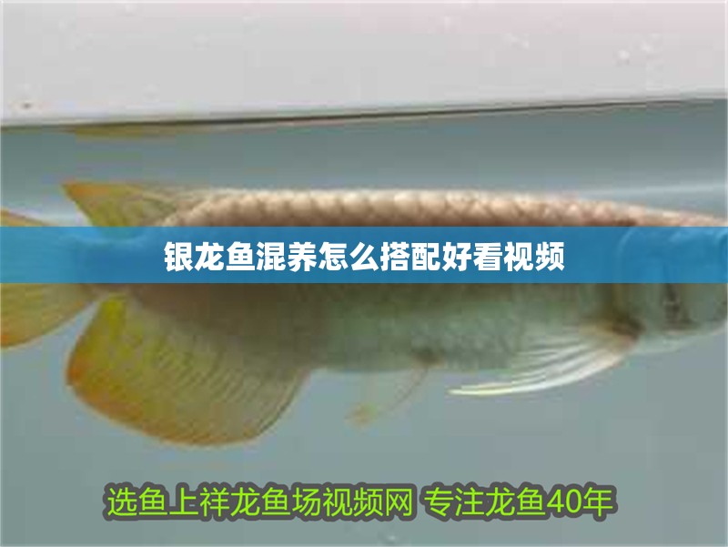 銀龍魚混養(yǎng)怎么搭配好看視頻
