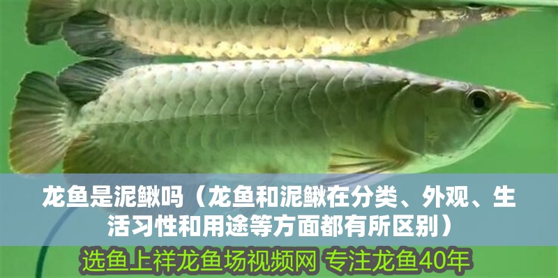 龍魚是泥鰍嗎（龍魚和泥鰍在分類、外觀、生活習性和用途等方面都有所區(qū)別）
