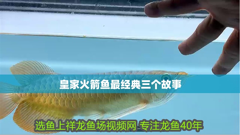 皇家火箭魚最經典三個故事