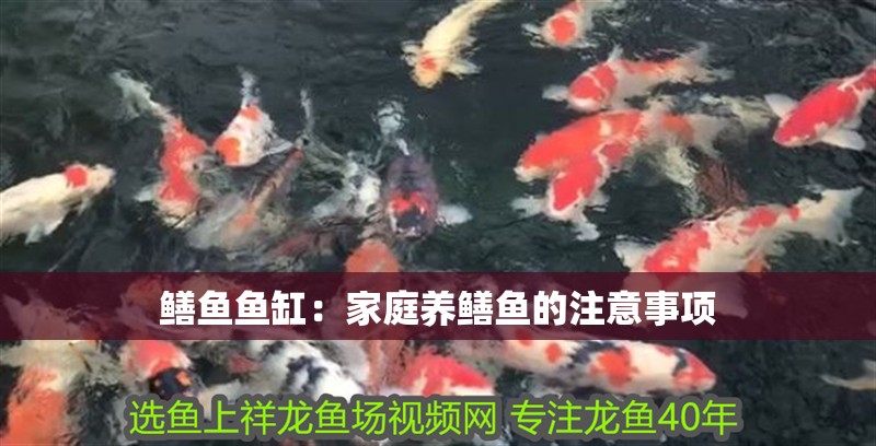鱔魚魚缸：家庭養鱔魚的注意事項
