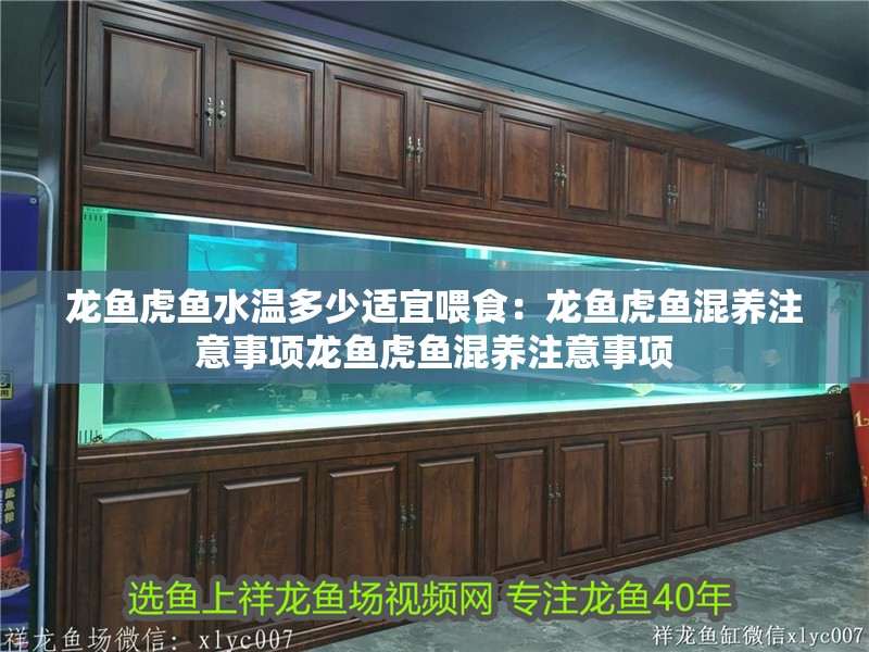 龍魚虎魚水溫多少適宜喂食：龍魚虎魚混養注意事項龍魚虎魚混養注意事項