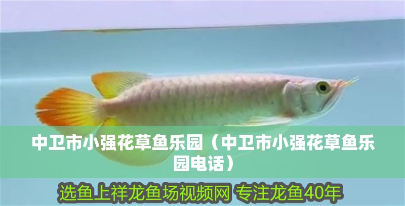 中衛市小強花草魚樂園（中衛市小強花草魚樂園電話）
