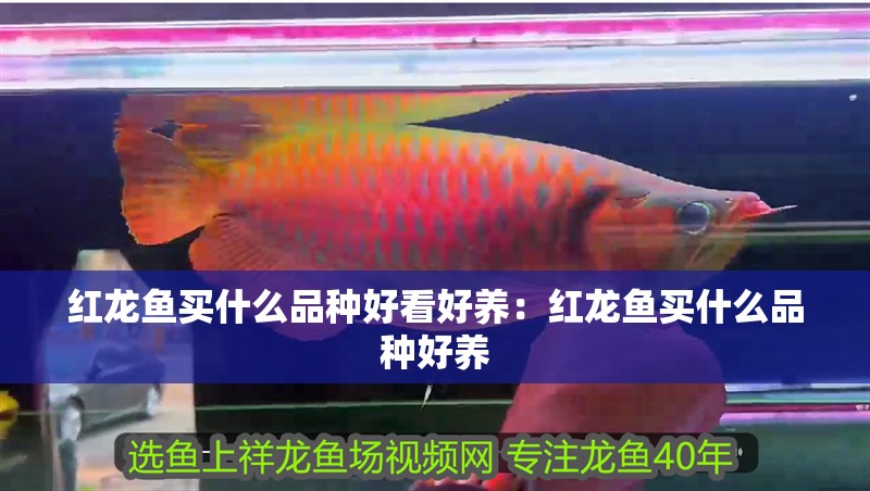 紅龍魚買什么品種好看好養：紅龍魚買什么品種好養