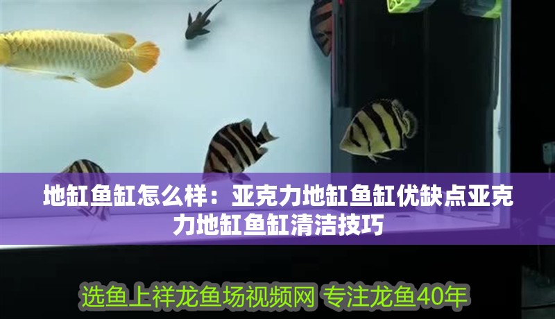 地缸魚缸怎么樣：亞克力地缸魚缸優缺點亞克力地缸魚缸清潔技巧