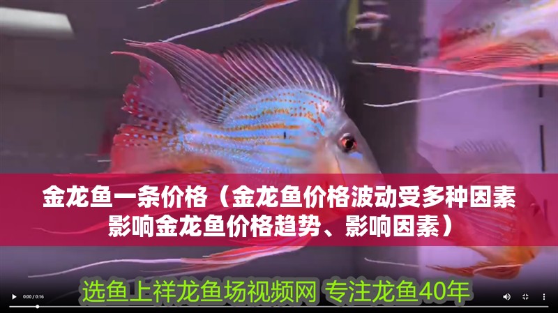 金龍魚一條價格（金龍魚價格波動受多種因素影響金龍魚價格趨勢、影響因素）