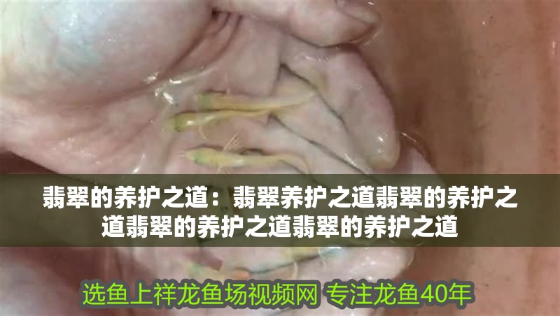 翡翠的養護之道：翡翠養護之道翡翠的養護之道翡翠的養護之道翡翠的養護之道