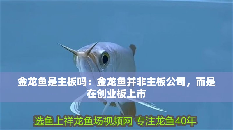 金龍魚是主板嗎：金龍魚并非主板公司，而是在創業板上市