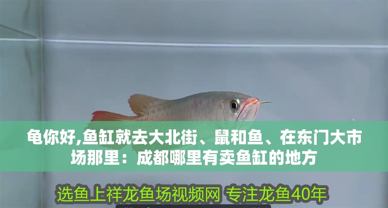 龜你好,魚缸就去大北街、鼠和魚、在東門大市場那里：成都哪里有賣魚缸的地方