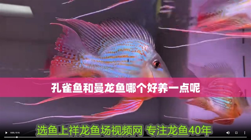 孔雀魚和曼龍魚哪個好養一點呢