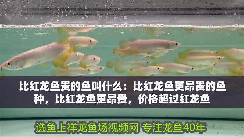 比紅龍魚貴的魚叫什么：比紅龍魚更昂貴的魚種，比紅龍魚更昂貴，價格超過紅龍魚