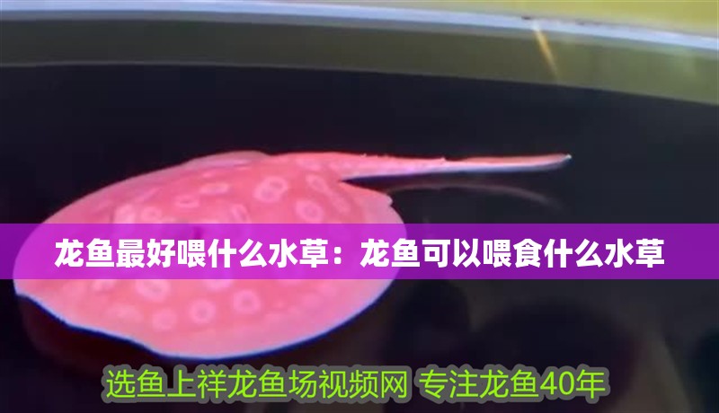 龍魚最好喂什么水草：龍魚可以喂食什么水草