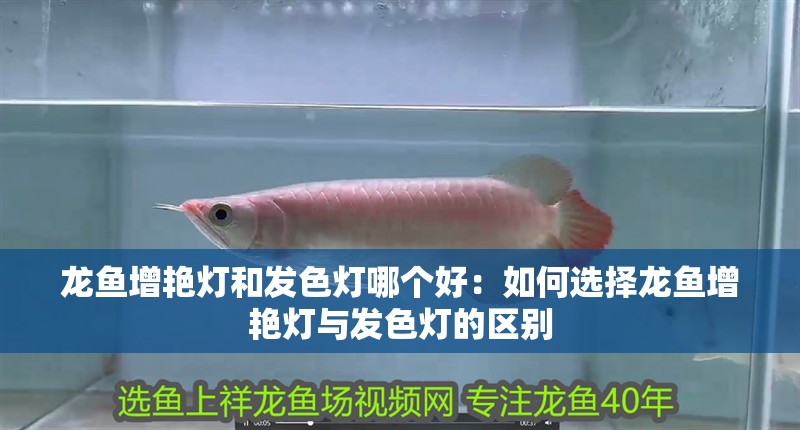 龍魚增艷燈和發色燈哪個好：如何選擇龍魚增艷燈與發色燈的區別