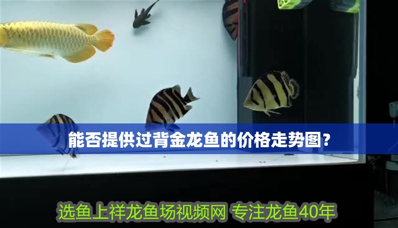 能否提供過背金龍魚的價格走勢圖？
