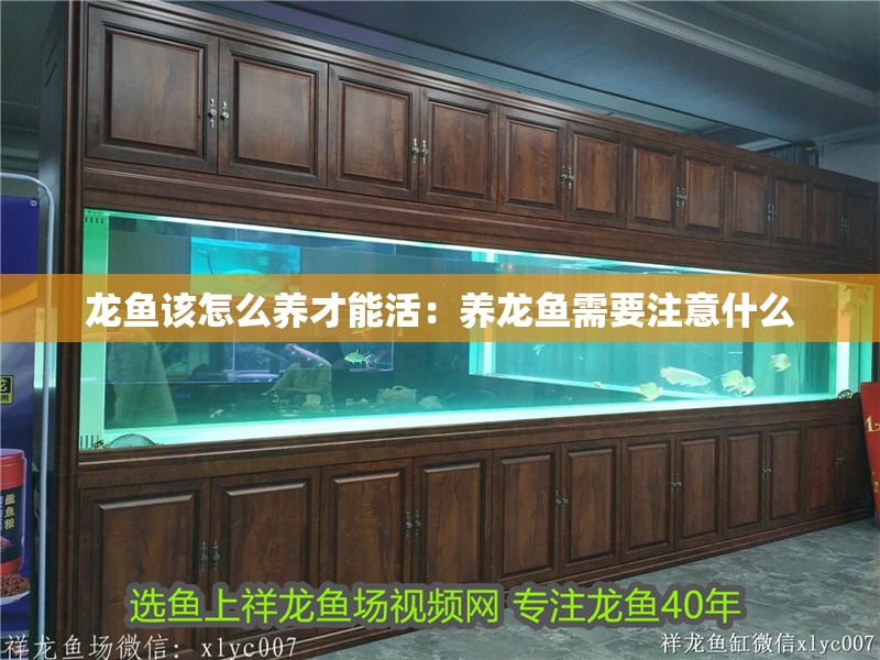 龍魚該怎么養才能活：養龍魚需要注意什么