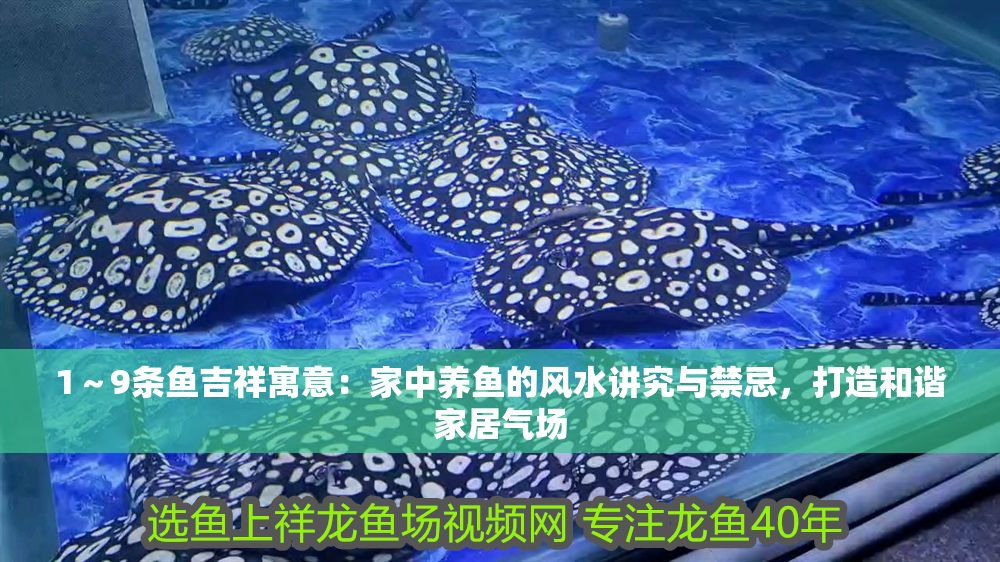 1～9條魚吉祥寓意：家中養魚的風水講究與禁忌，打造和諧家居氣場