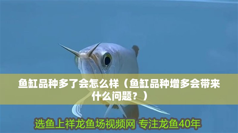 魚缸品種多了會怎么樣（魚缸品種增多會帶來什么問題？）