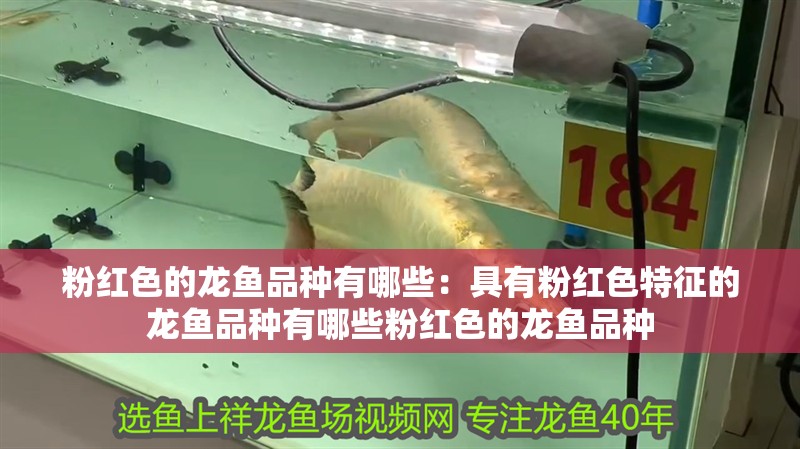 粉紅色的龍魚品種有哪些：具有粉紅色特征的龍魚品種有哪些粉紅色的龍魚品種