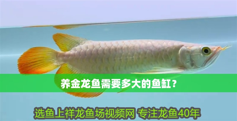 養(yǎng)金龍魚需要多大的魚缸？