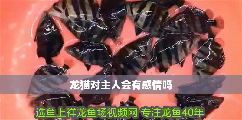 龍貓對主人會有感情嗎