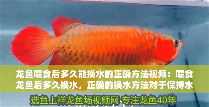 龍魚喂食后多久能換水的正確方法視頻：喂食龍魚后多久換水，正確的換水方法對于保持水質和維持魚的健康至關重要