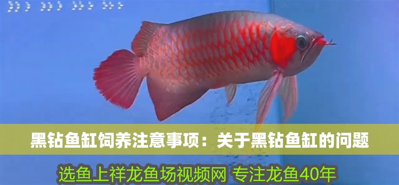 黑鉆魚缸飼養(yǎng)注意事項(xiàng)：關(guān)于黑鉆魚缸的問(wèn)題