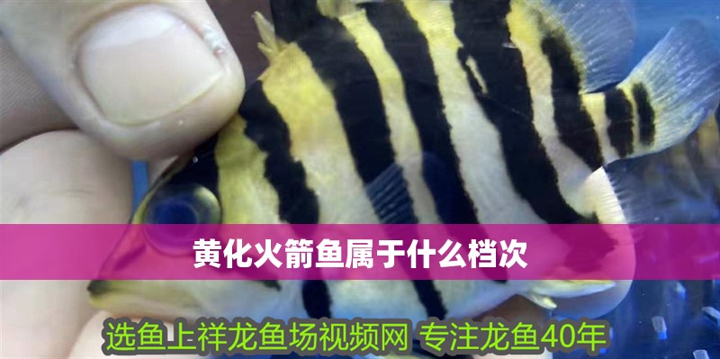 黃化火箭魚屬于什么檔次