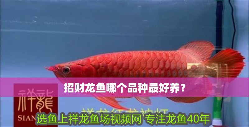 招財龍魚哪個品種最好養？