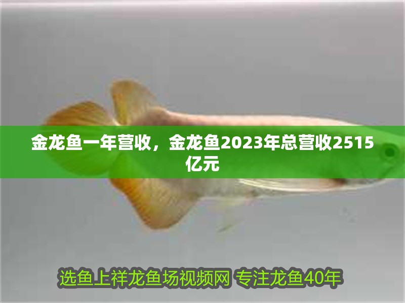 金龍魚一年營收，金龍魚2023年總營收2515億元