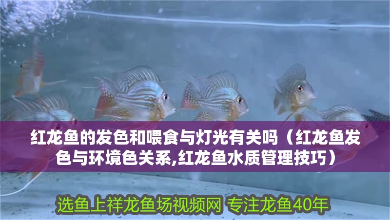 紅龍魚的發色和喂食與燈光有關嗎（紅龍魚發色與環境色關系,紅龍魚水質管理技巧）