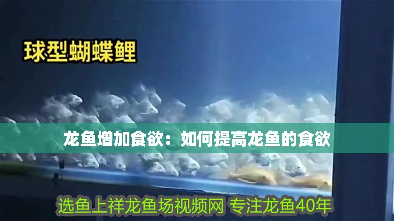 龍魚增加食欲：如何提高龍魚的食欲