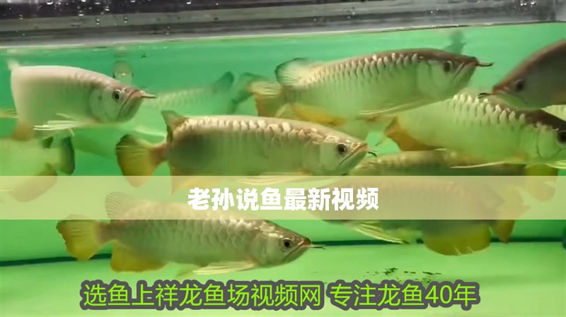 老孫說魚最新視頻
