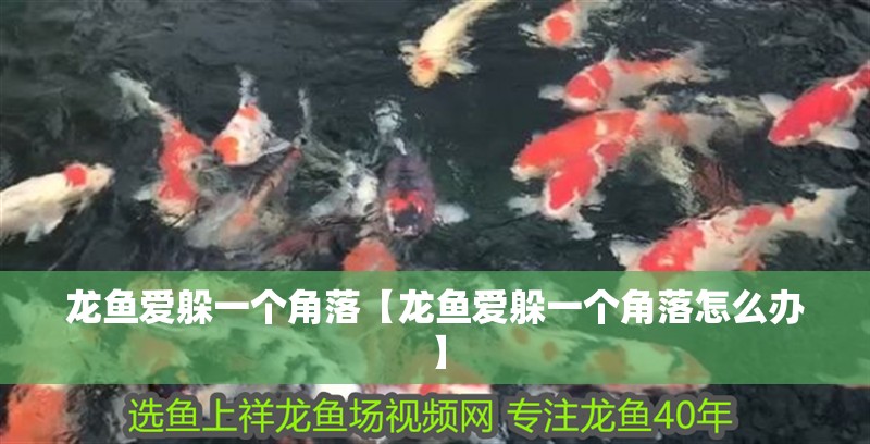 龍魚愛躲一個角落【龍魚愛躲一個角落怎么辦】