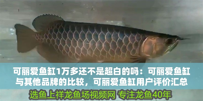 鸚鵡魚和銀龍魚混養(yǎng)怎樣喂食 可麗愛魚缸1萬多還不是超白的嗎:可麗愛魚缸與其他品牌的比較,可麗愛魚缸用戶評(píng)價(jià)匯總 魚缸百科 可麗愛魚缸1萬多還不是超白的嗎:可麗愛魚缸與其他品牌的比較,可麗愛魚缸用戶評(píng)價(jià)匯總 可麗愛魚缸1萬多還不是超白的嗎:可麗愛魚缸與其他品牌的比較,可麗愛魚缸用戶評(píng)價(jià)匯總 魚缸百科