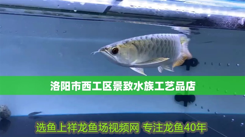 洛陽市西工區景致水族工藝品店