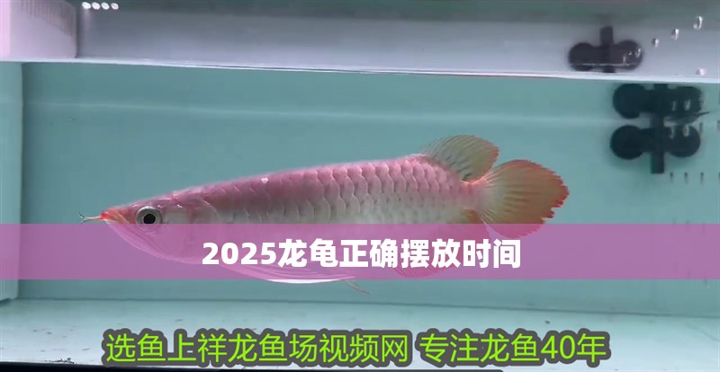 2025龍龜正確擺放時(shí)間