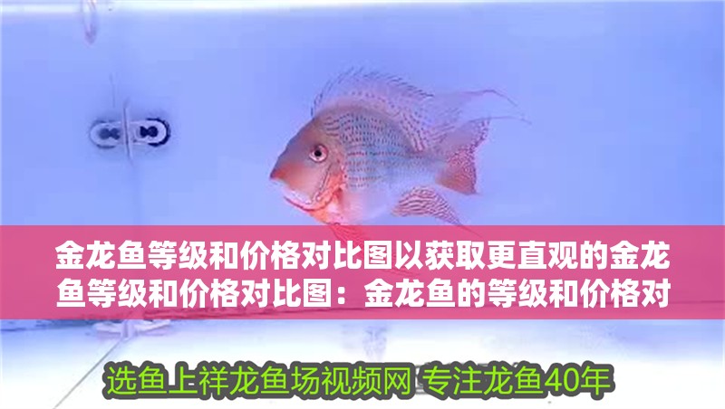 金龍魚等級和價格對比圖以獲取更直觀的金龍魚等級和價格對比圖：金龍魚的等級和價格對比圖